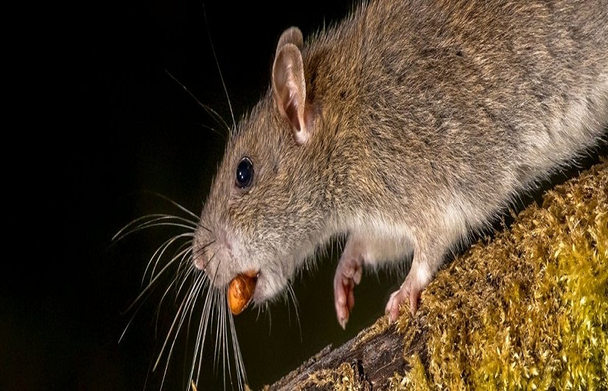 Dangers of Rats and Mice