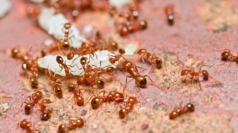 Common House Ants