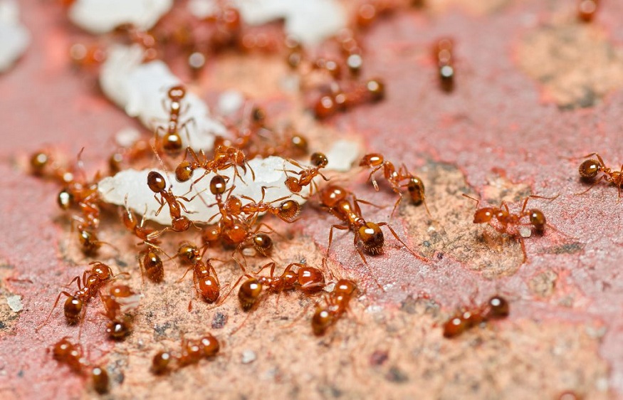 Common House Ants