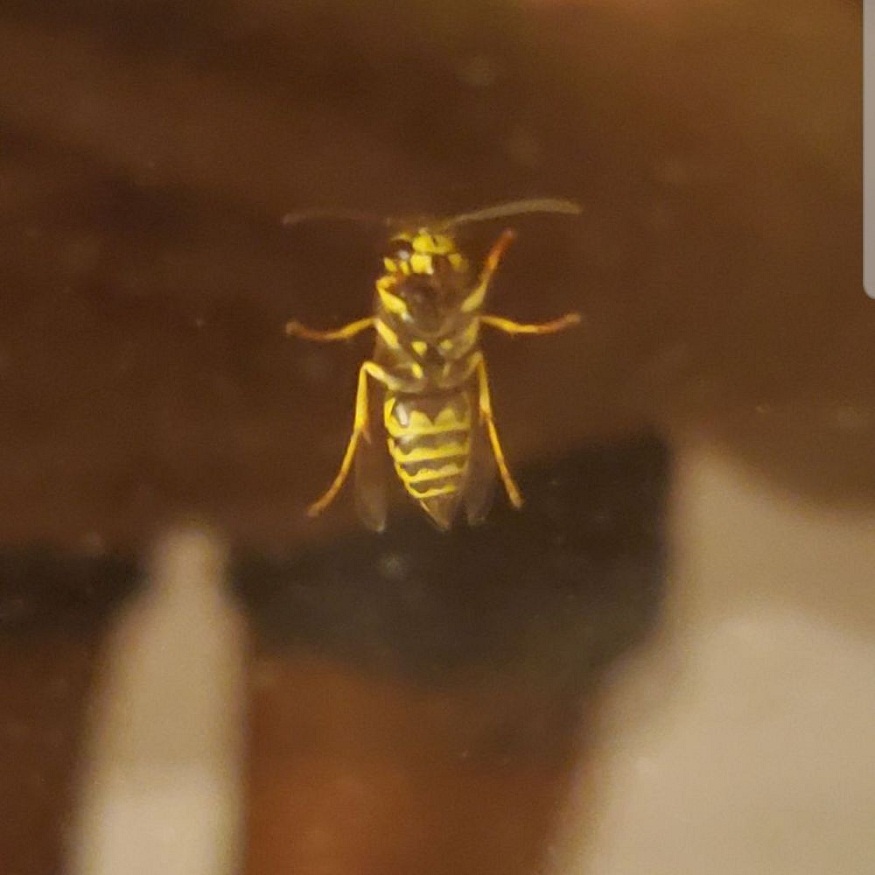 Get Rid of in Gaithersburg