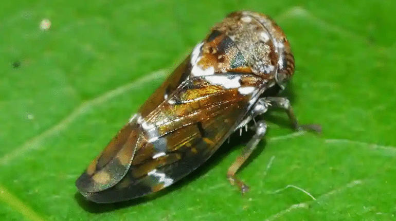 Green Mango Pest Control