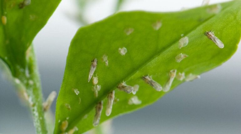 Deadly Citrus Psyllid