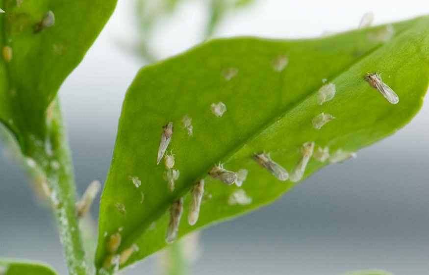 Deadly Citrus Psyllid