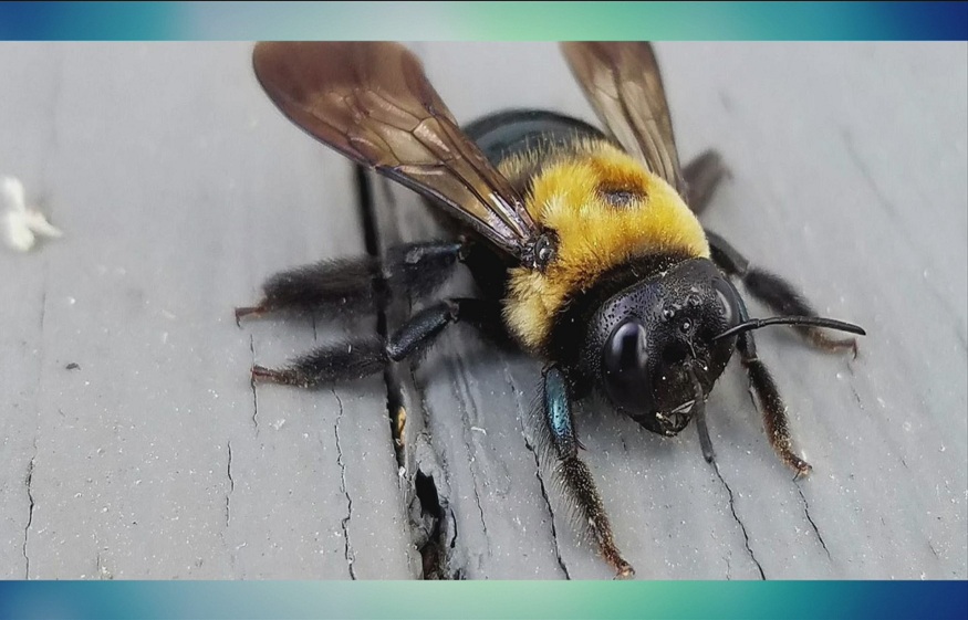 Pointe Pest Indianapolis